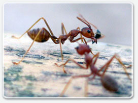 Zwalczanie mr&oacute;wek Krak&oacute;w