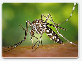 Odkomażanie i zwalczanie kleszczy Krak&oacute;w