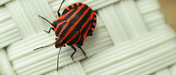 Osuszanie budynk&oacute;w w Krakowie DDD Czystość